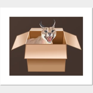 Caracal Cat Peeping from Cardboard Box Posters and Art